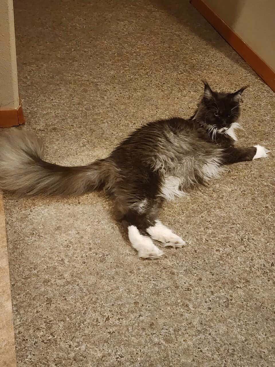 Maine Coon Kittens image 4