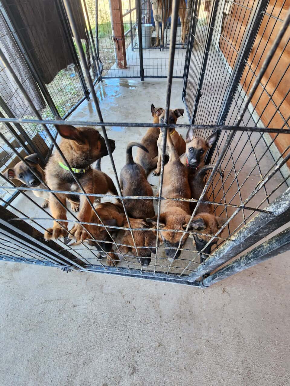 Belgian Malinois image 1