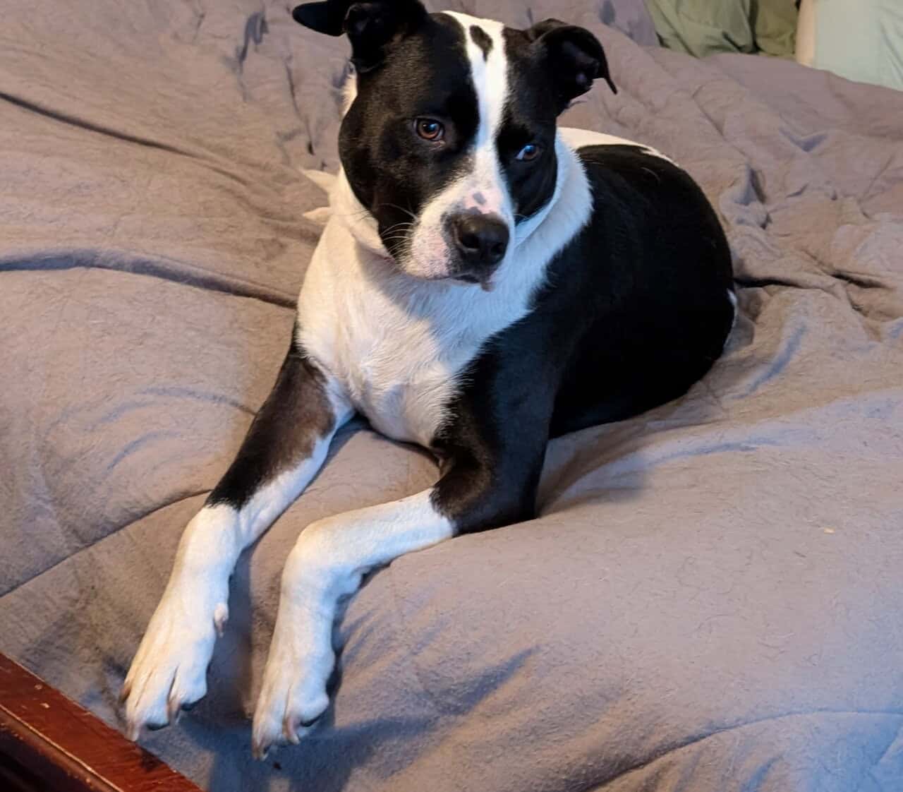 Boston terrier/pitt mix free to good home image 2