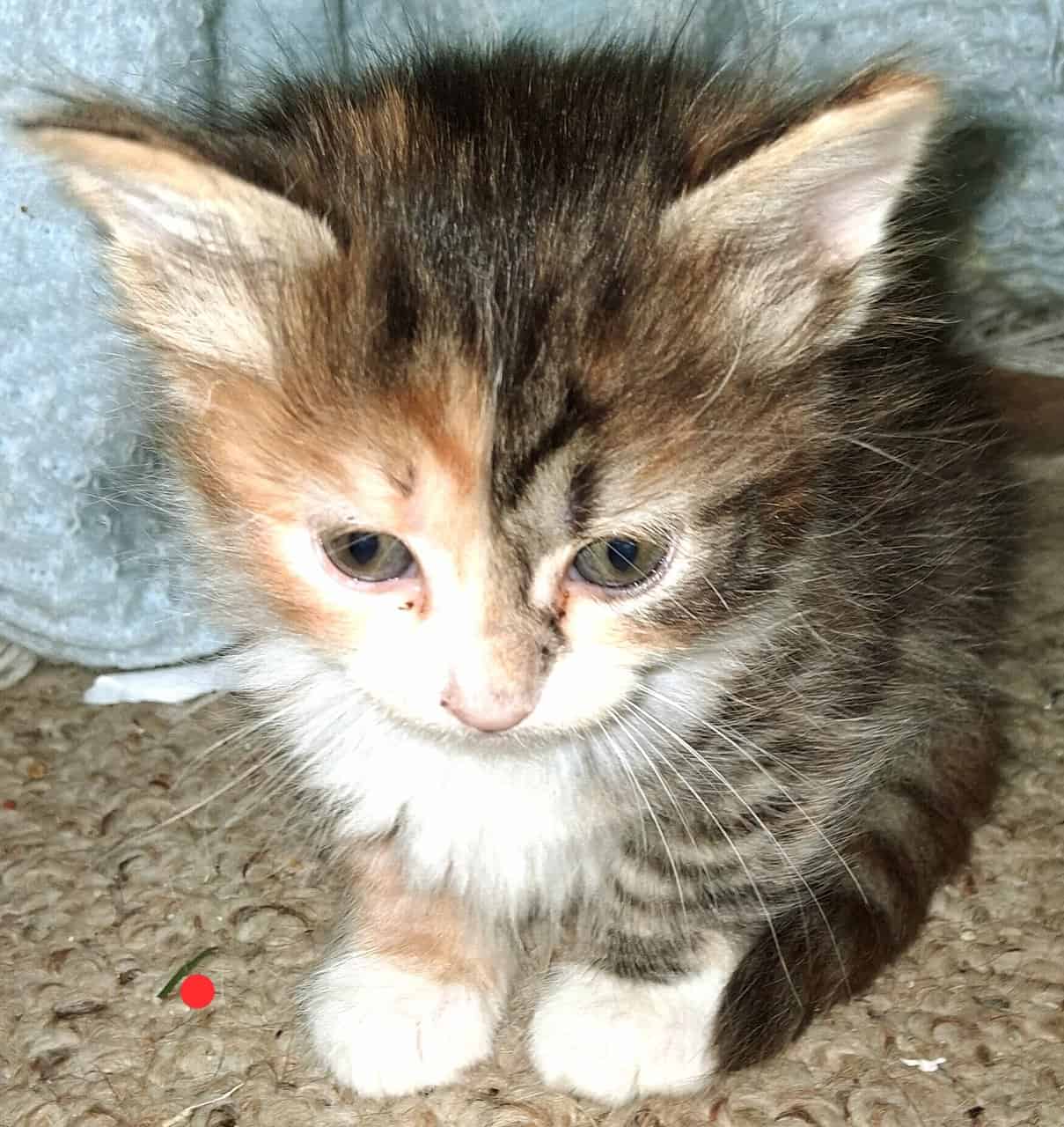 Soft , Sweet kittens for adoption. image 13