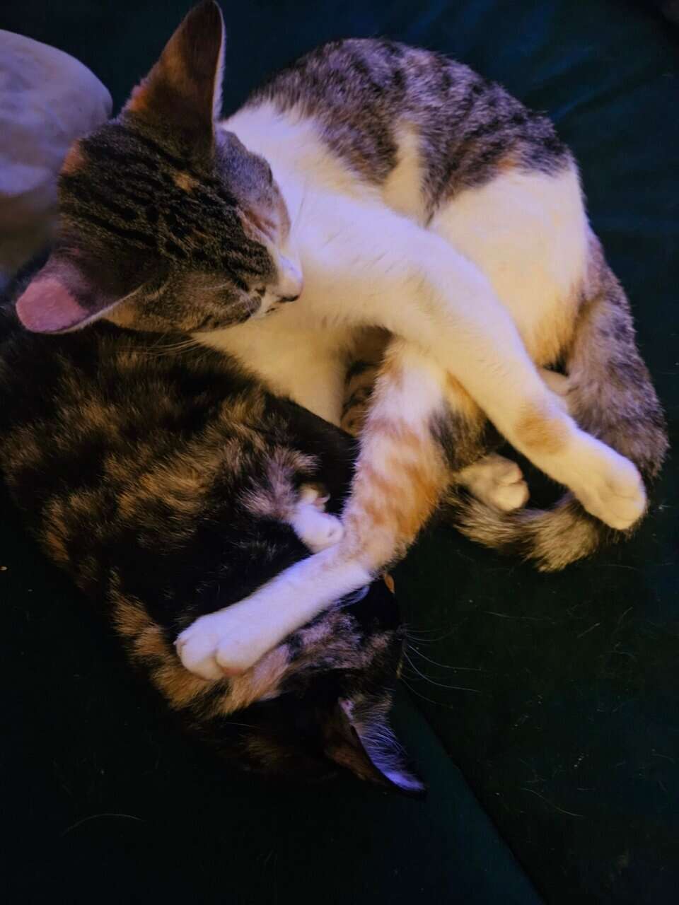 4 Female Cats, 1 yr, needing to be rehomed image 8