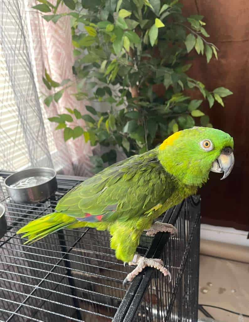 Amazon Bird image 3