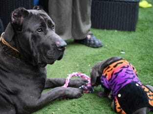 Beautiful Cane Corso Puppies