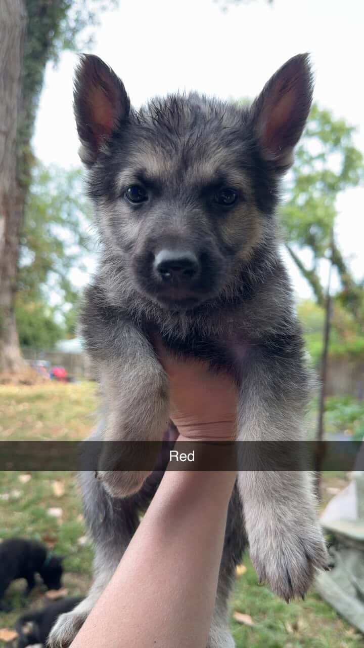 AKC German Shepherd Puppies image 10