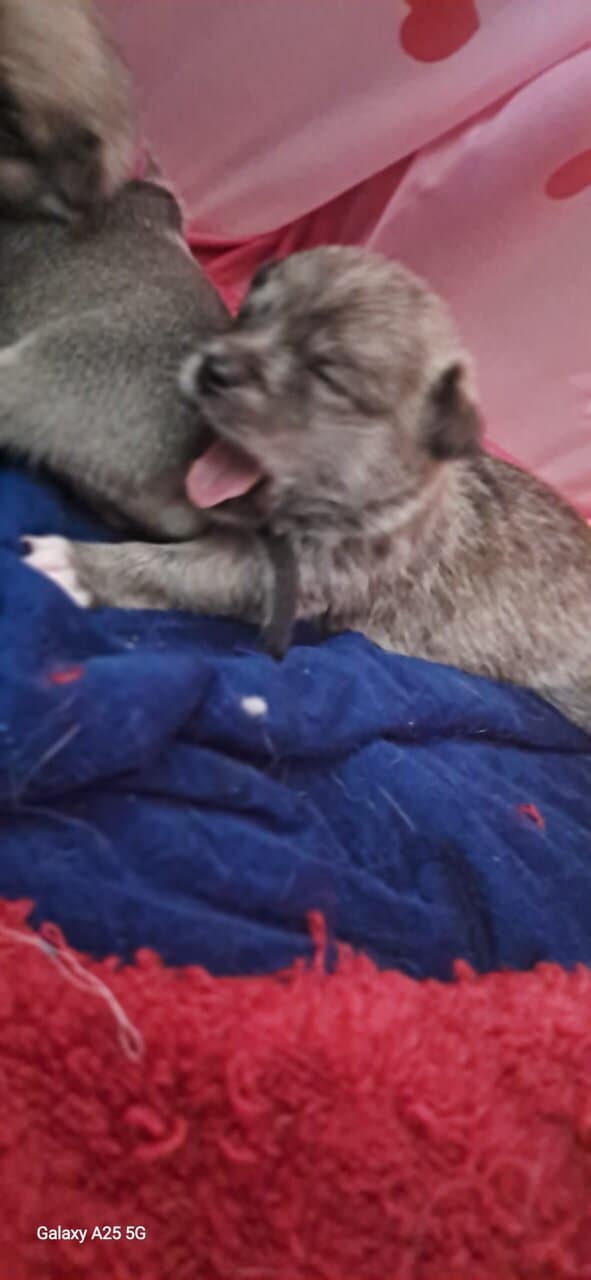 Litter of 4 born 8/1 Chihuahua and Chichi image 2