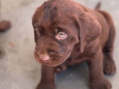 Chocolate labradors (F)