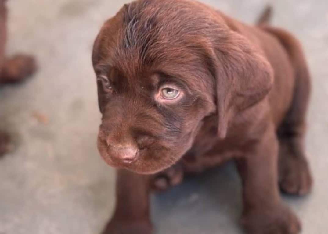 Chocolate labradors (F) image 1