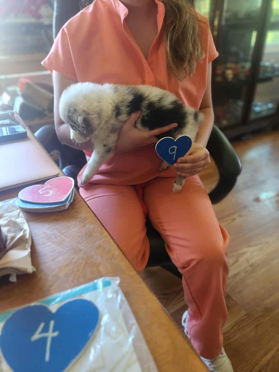 Australian Shepherd puppies 8 wks old vet check image 1