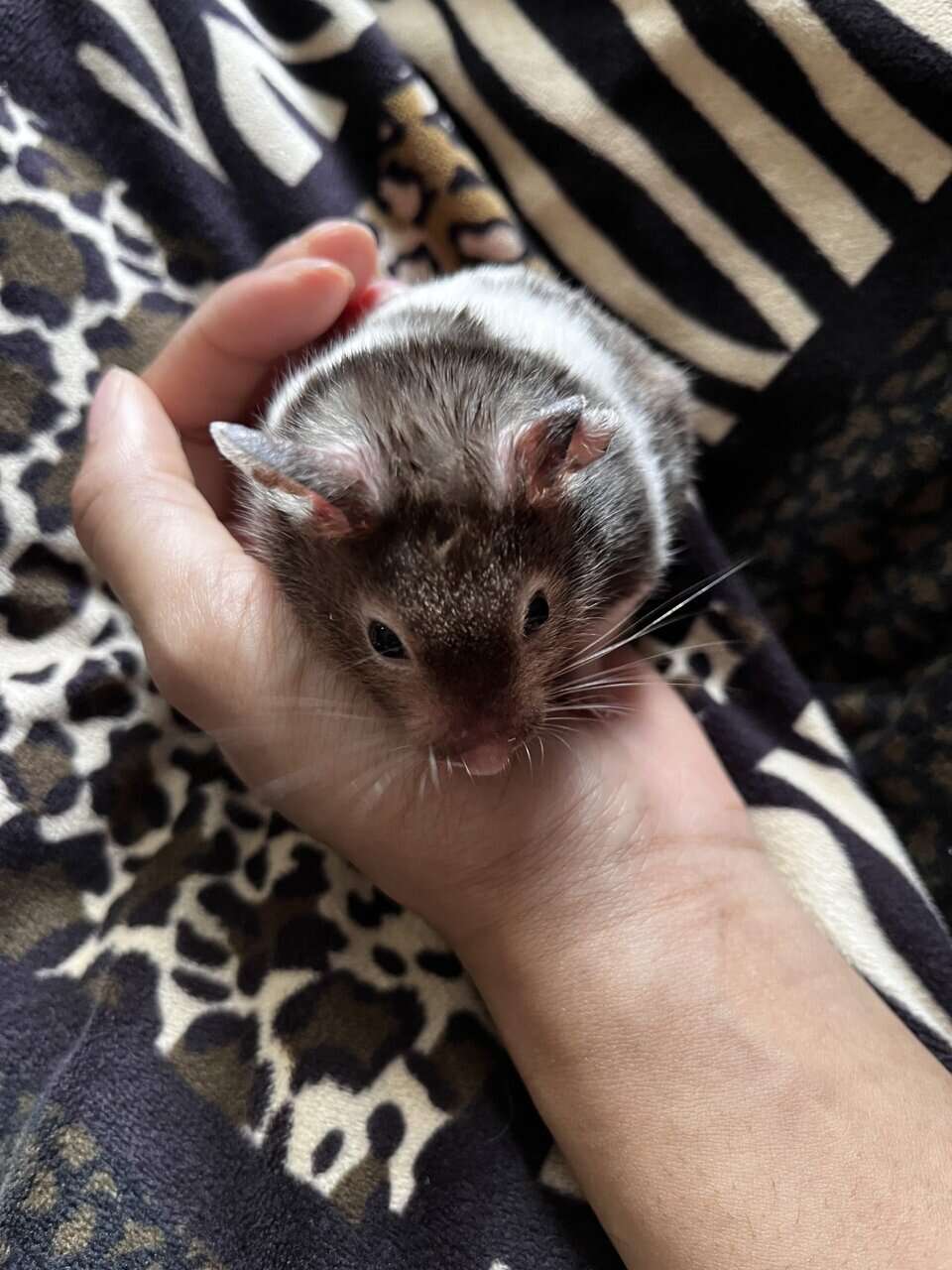 Free hamsters image 1