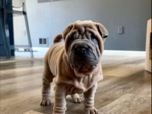 ✨ Astro – Male, Fawn Horse Coat Shar Pei