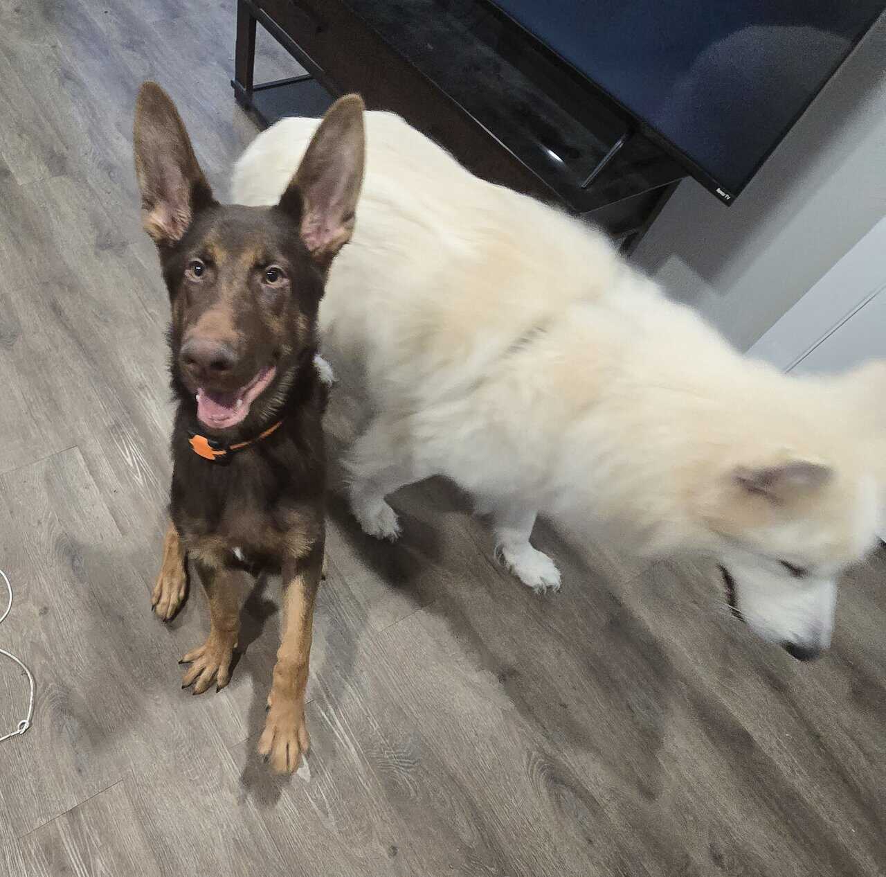 AKC German Shepherd Puppy image 1