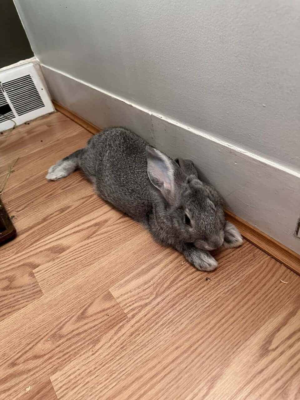 13 Week Old Flemish Giant image 4