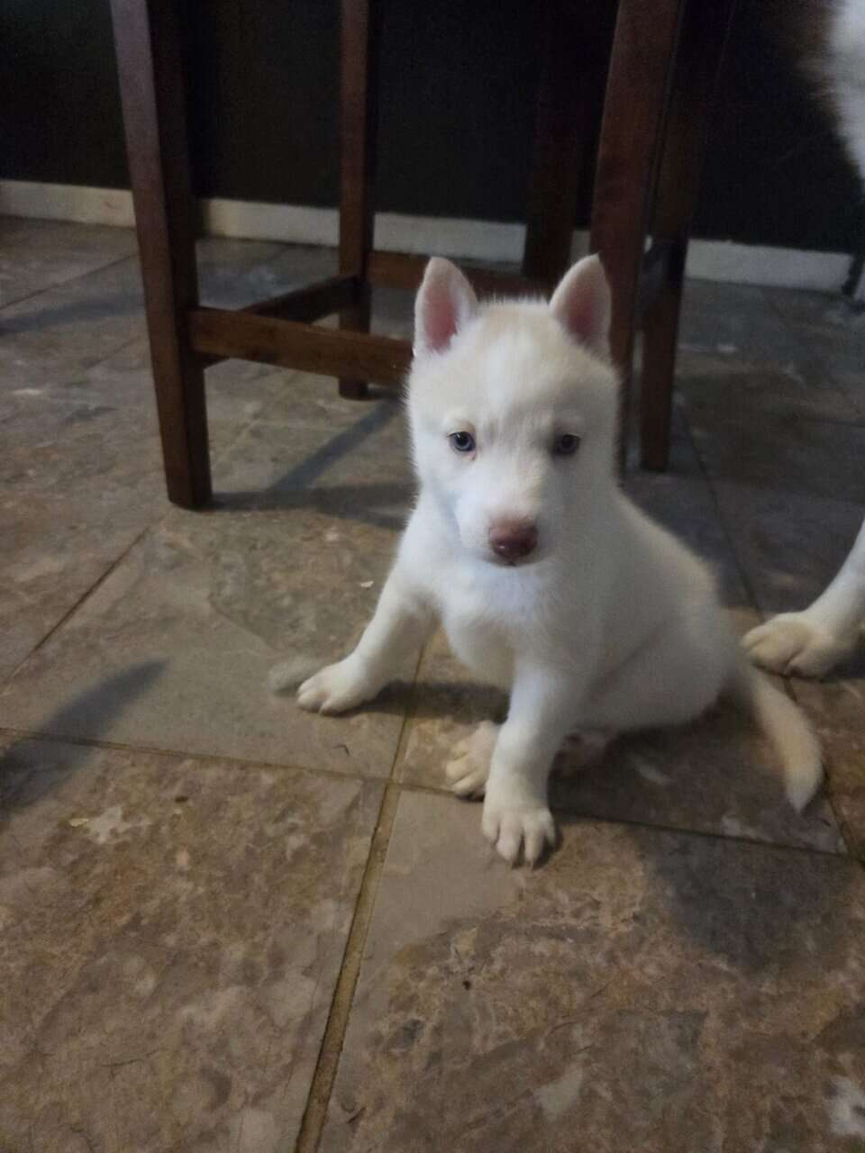 Husky puppies for sale image 2