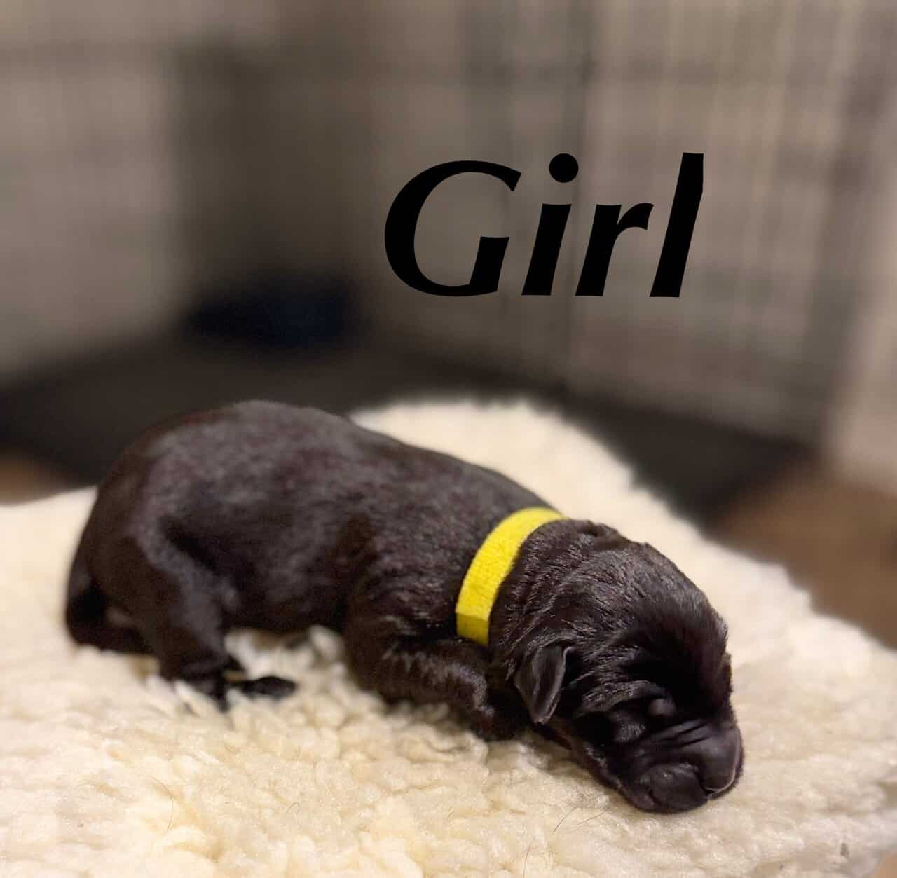 Giant Schnauzer/Great Dane mix Puppies image 6