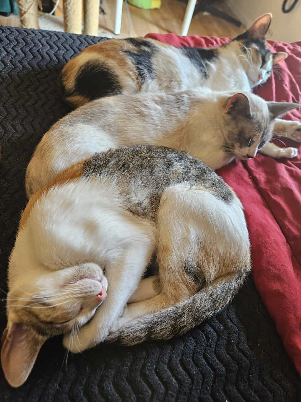 4 Female Cats, 1 yr, needing to be rehomed image 2