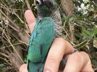 Weaned Baby 2.5 month old Turquoise Conures