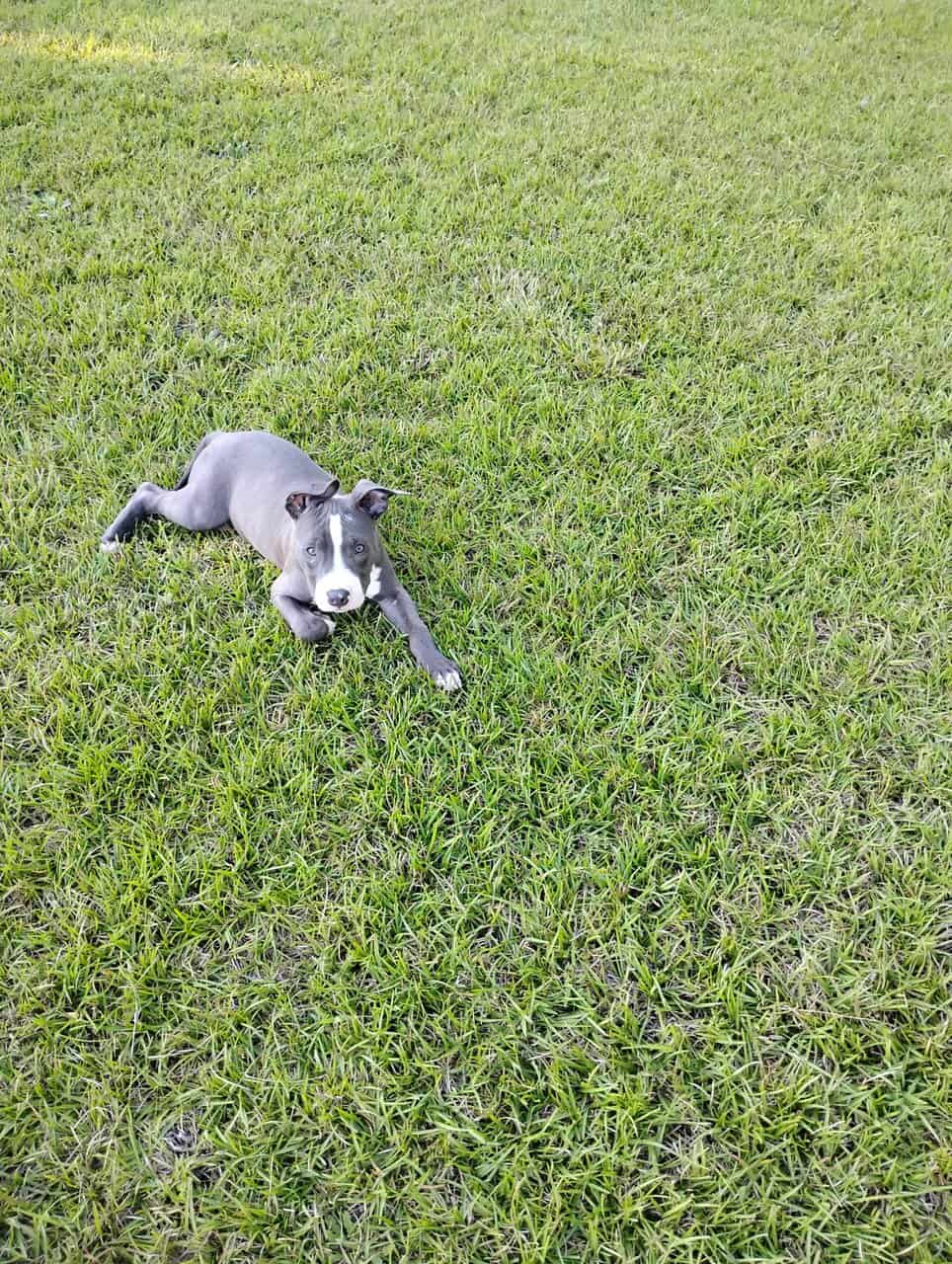 Bully American sataffoard pitbull image 2