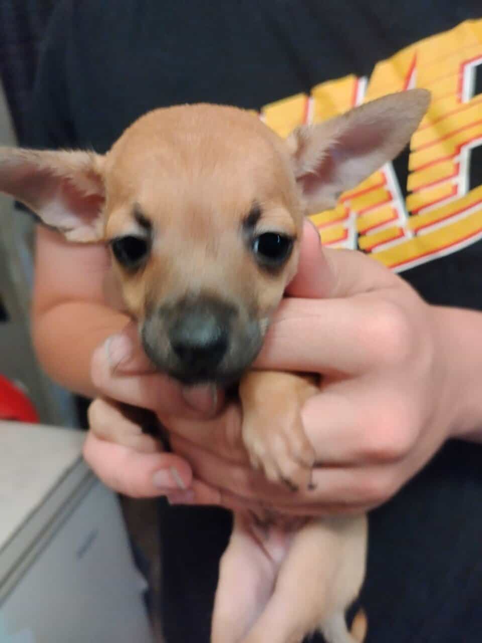Three Chihuahua puppies in need of forever homes image 1