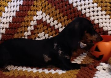 For Sale CKC Dachshund Female Puppy