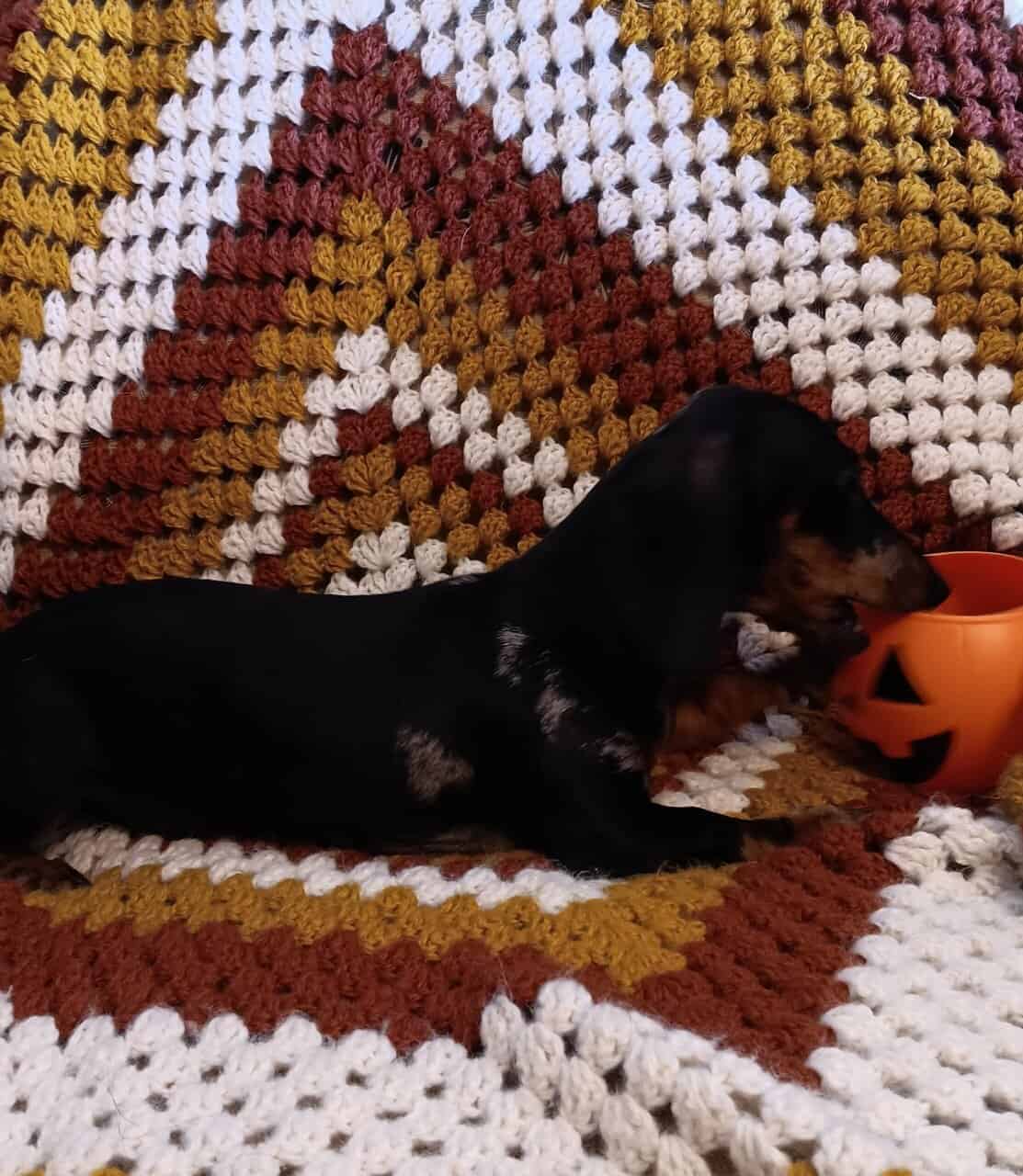 For Sale CKC Dachshund Female Puppy image 1