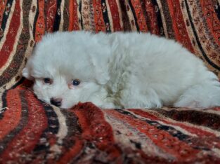 MaltiPoo Male, Apollo is non-shedding, Michigan