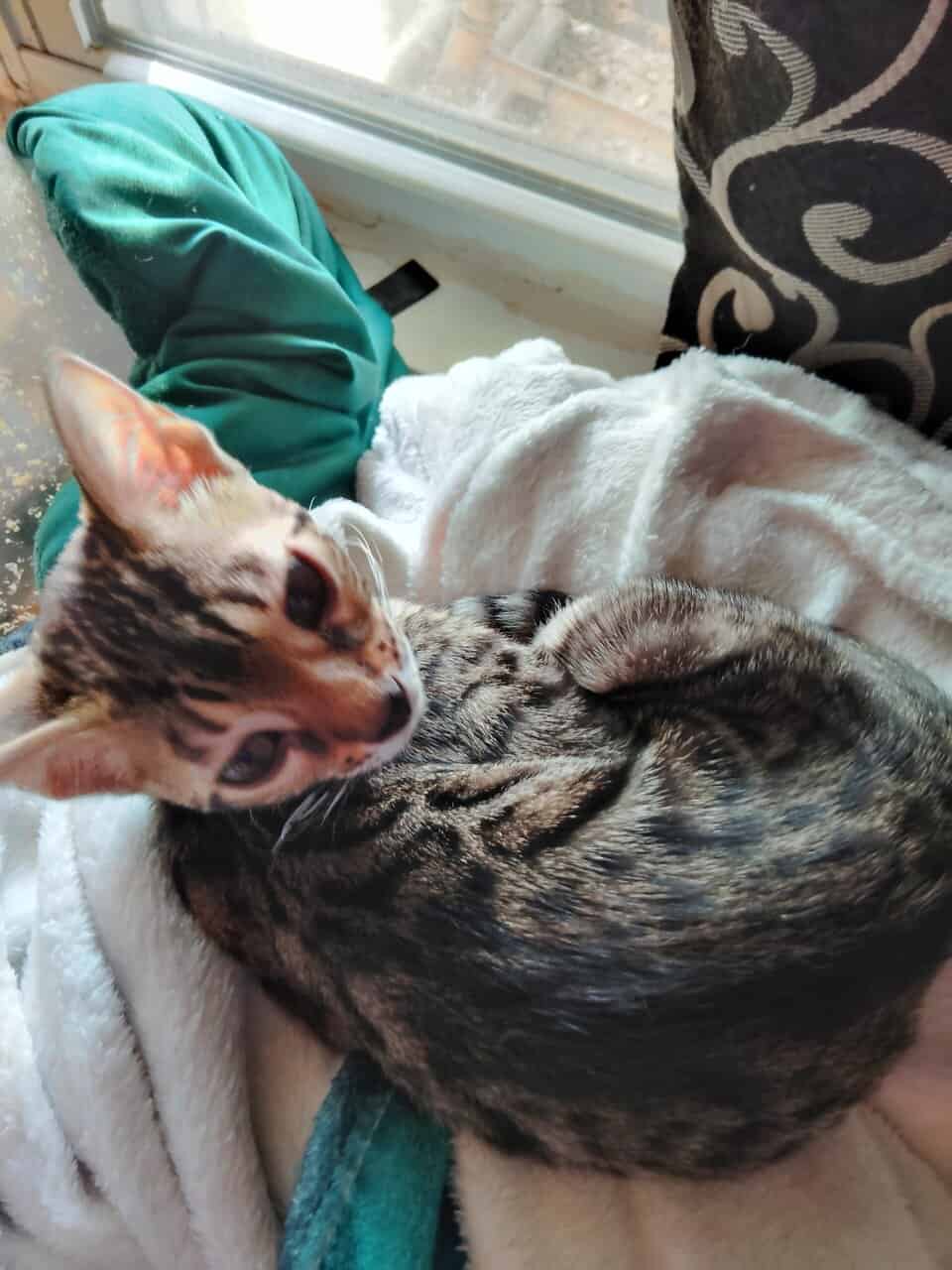 Bengal image 2