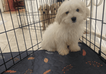 Maltipoo Puppies for sell