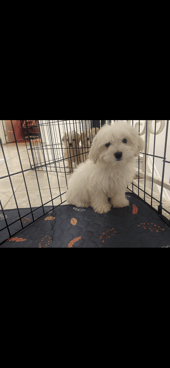 Maltipoo Puppies for sell image 1