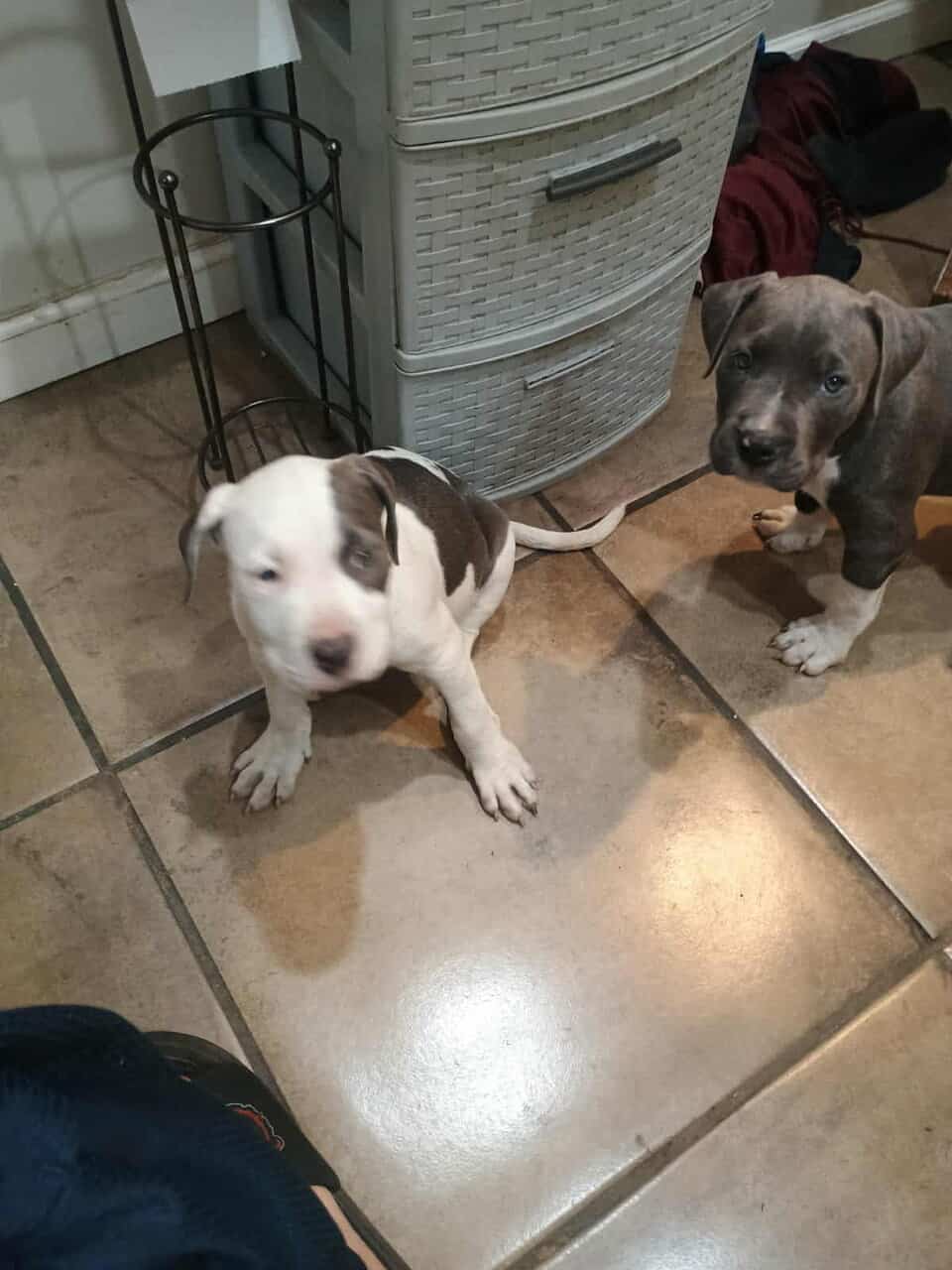 Pitbull puppies for sale image 1