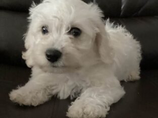 Miniature Schnoodle male