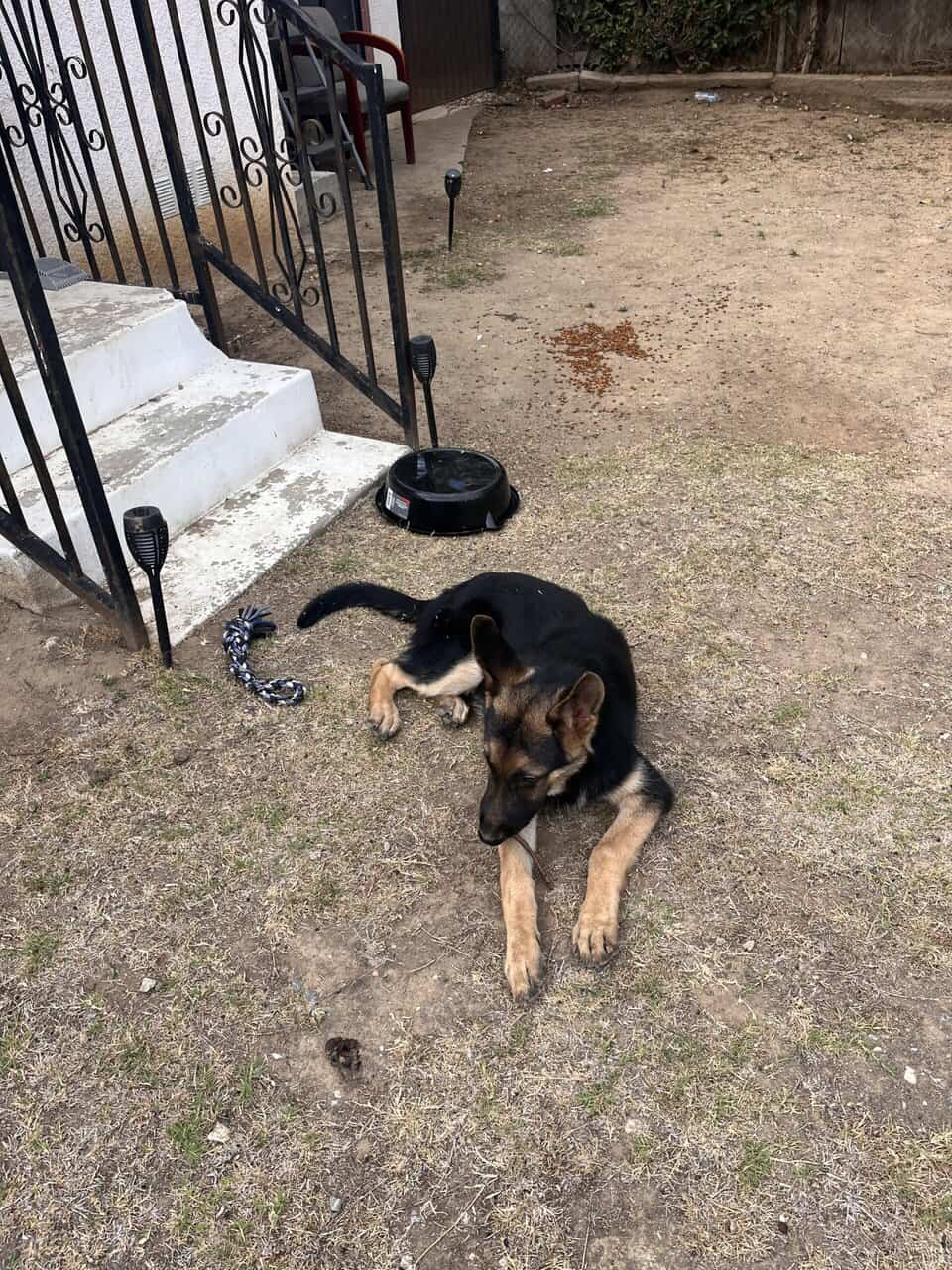 Rehome Puppy, maybe German Shephard mix image 2