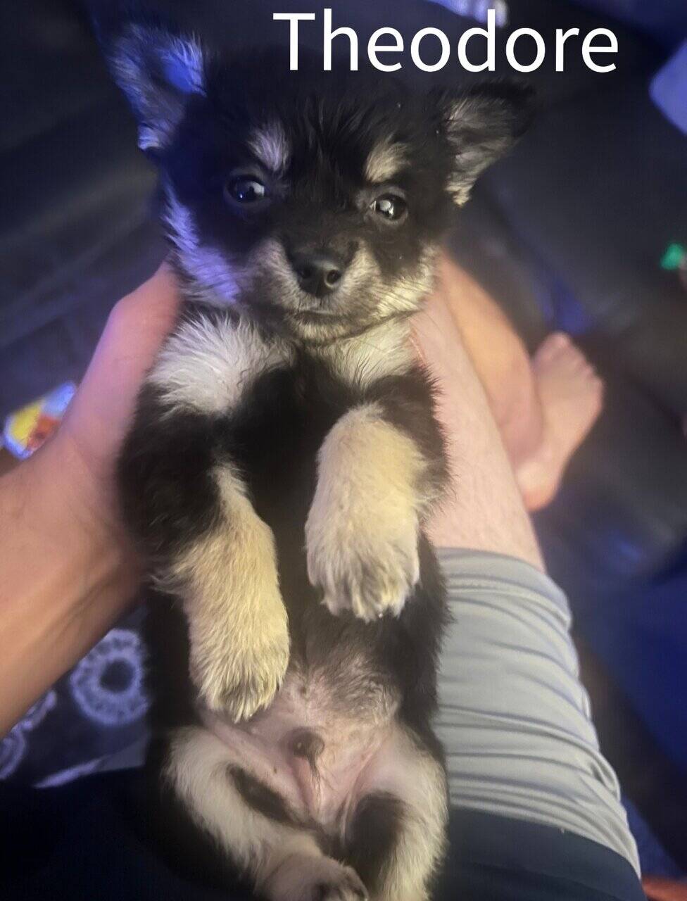 Full Blooded Chihuaha puppies image 2