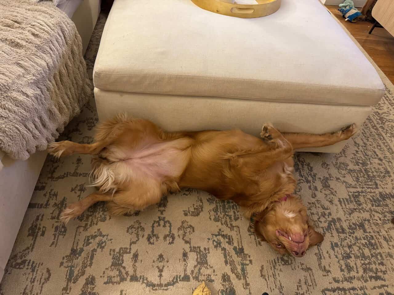 Peach - A lovable dog- looking for a good home! image 4