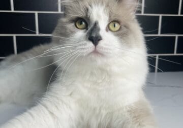 Beautiful 9 Month Male CFA RagaMuffin Kitten