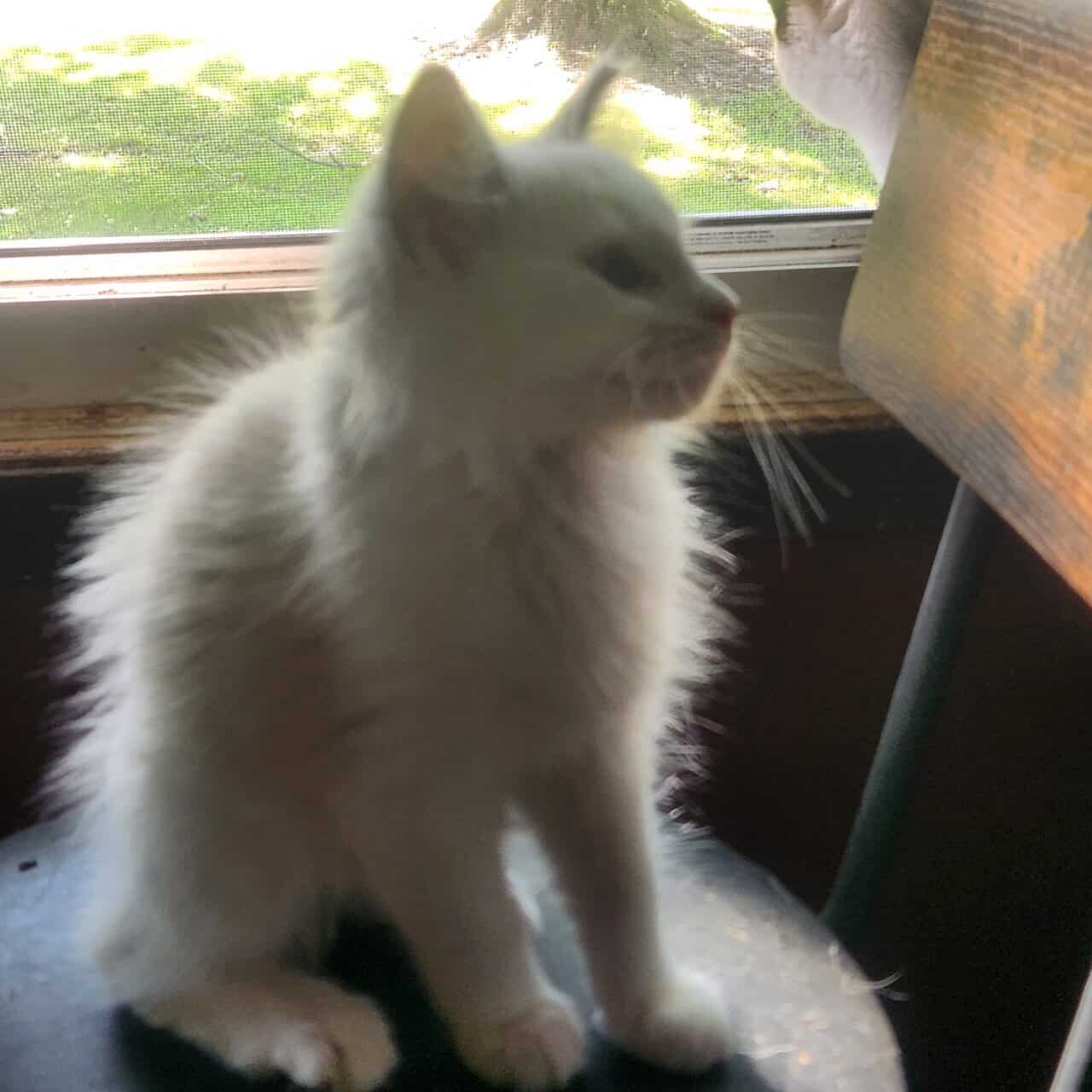 Unique Kitten Female image 1