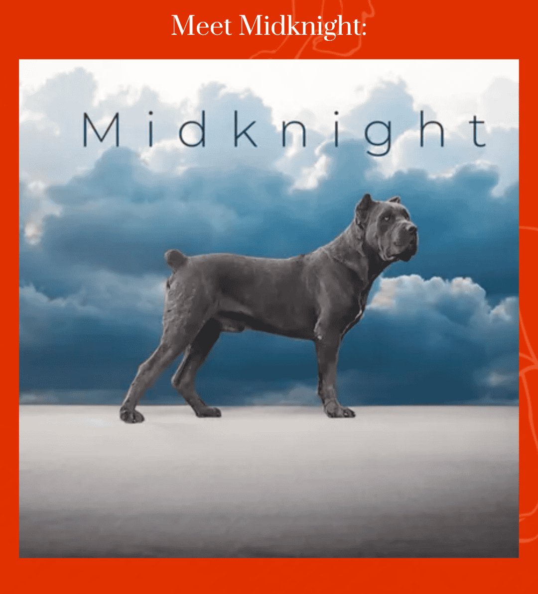 12 week Cane Corso puppy image 7