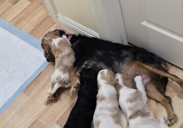 Cavalier King Charles Spaniel puppies