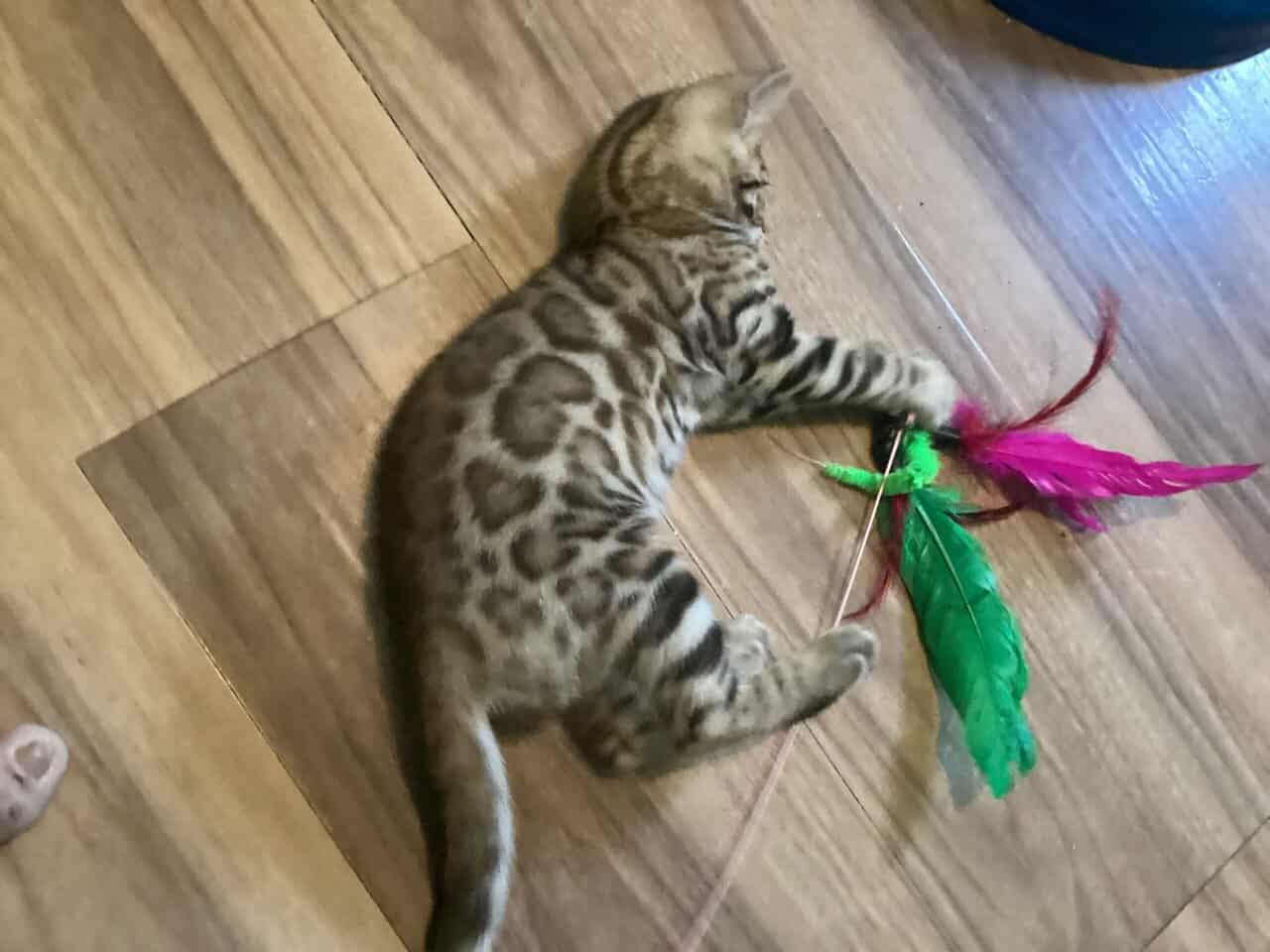 Purrr-n’s Wild Kingdom Exotic. YKittens image 7