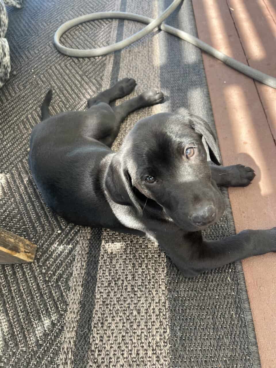 AKC Registered Black Lab image 4