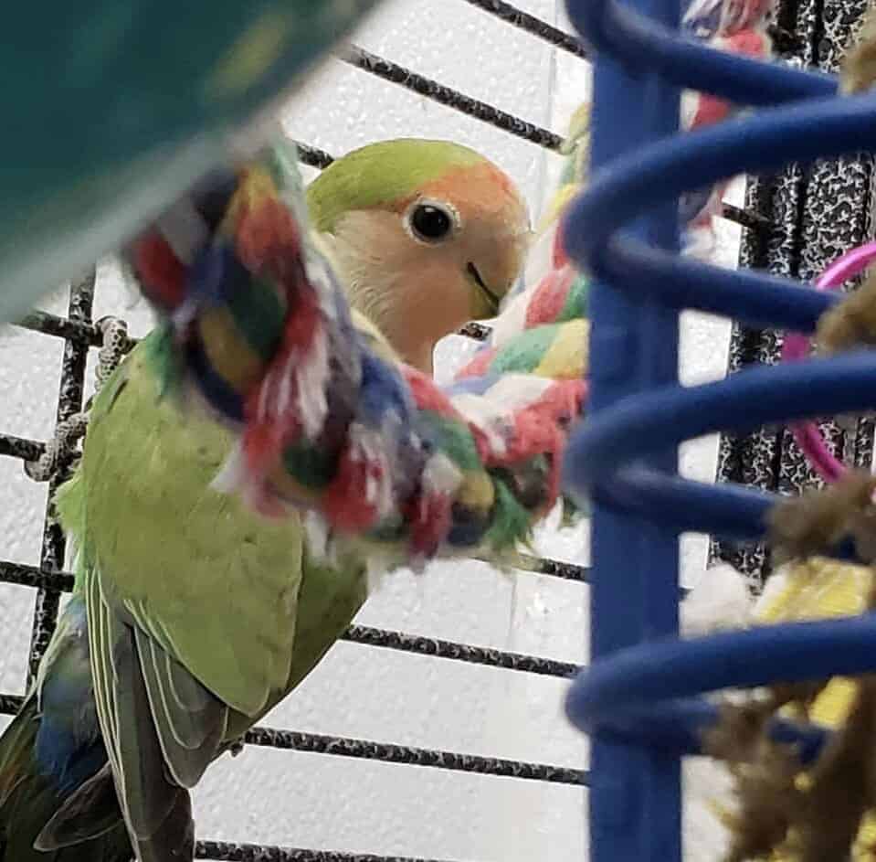 Juvenile Lovebird, Peach Faced - Bird 2 image 1
