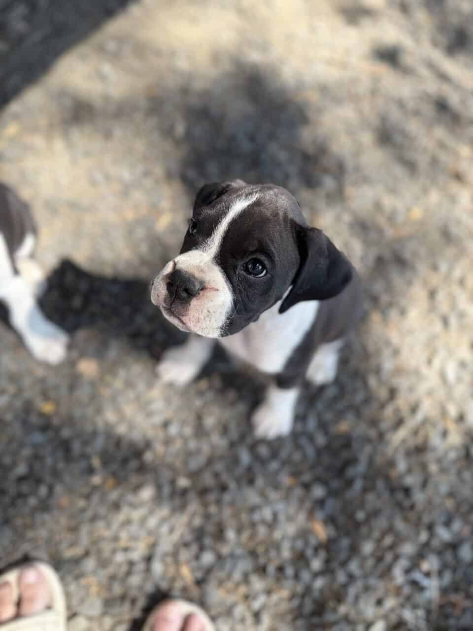 Boxer Puppies image 17