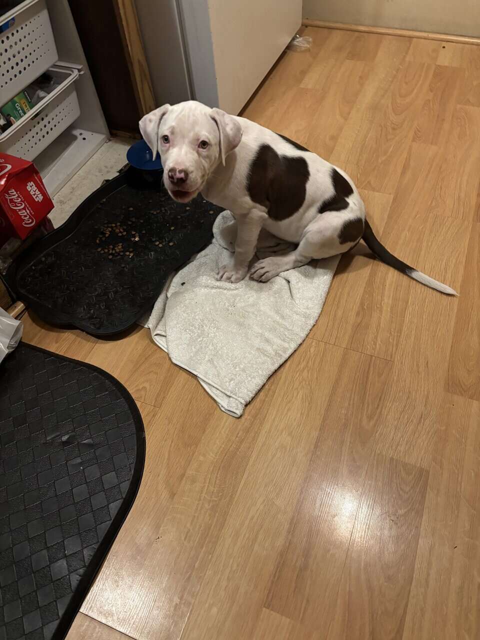 4 month old presa canario pitbull mix image 2