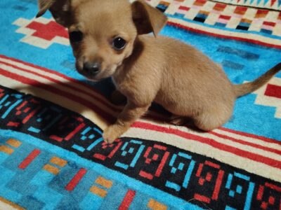 Snicker – Male – NE Oklahoma