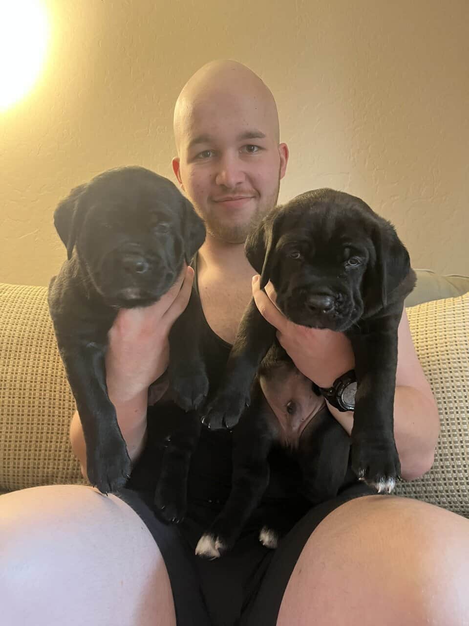 Cane Corso Puppy’s looking for there Furr Ever luv image 19