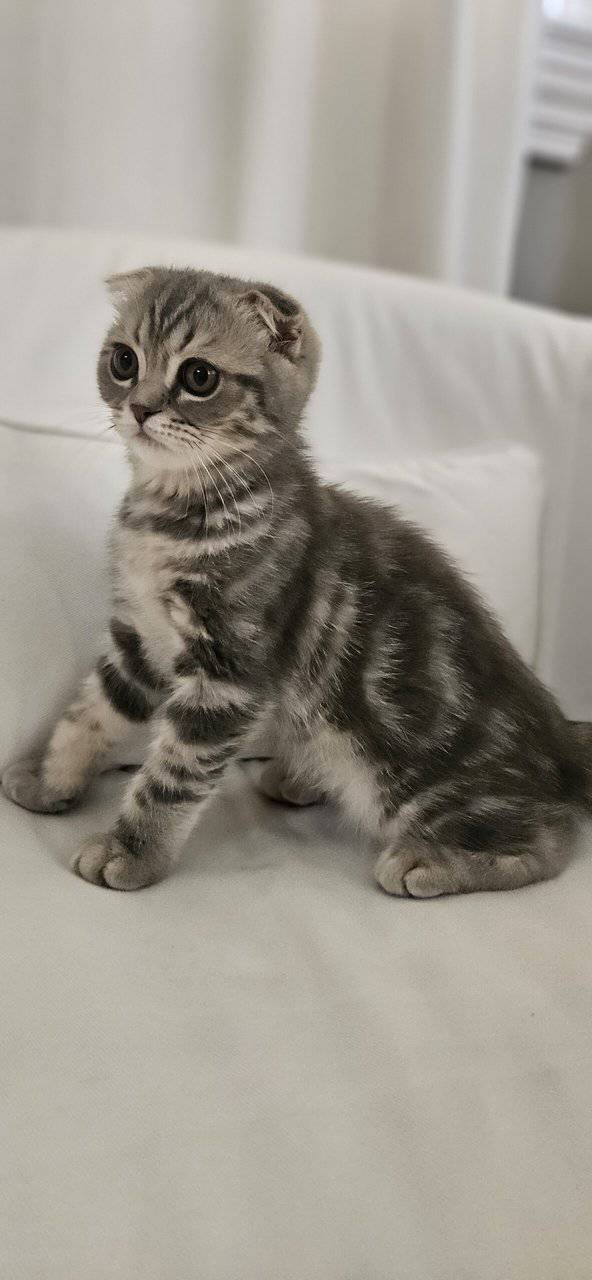 Scottish Fold/Straight cats for sale image 19