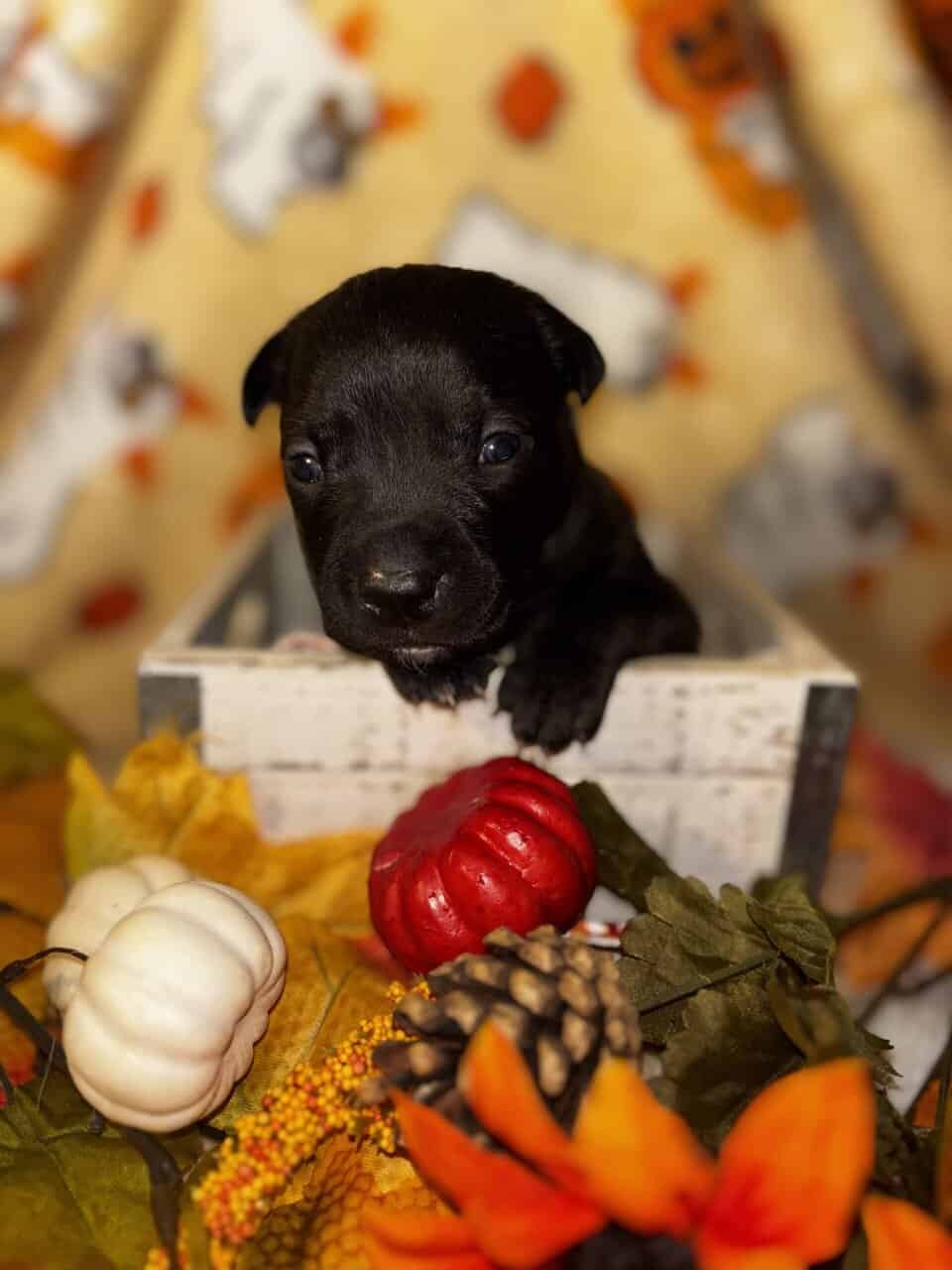 Pit mix Puppies image 4