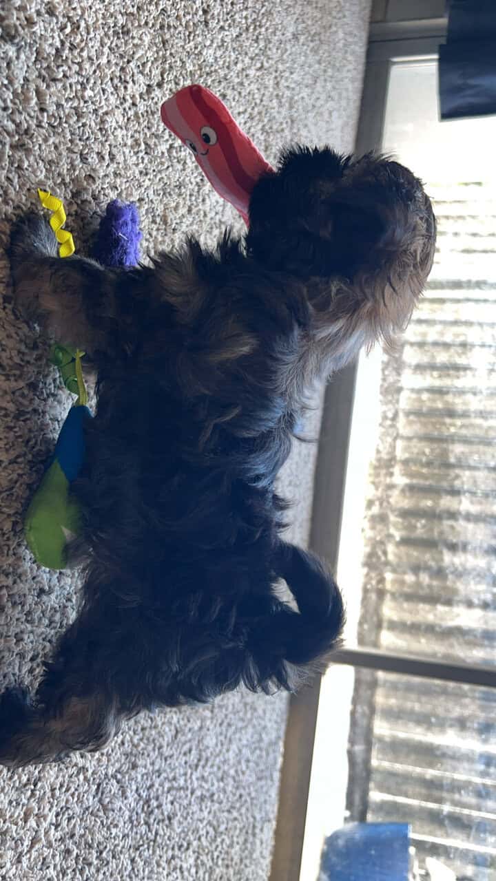 Shih tzu/yorkie male image 2