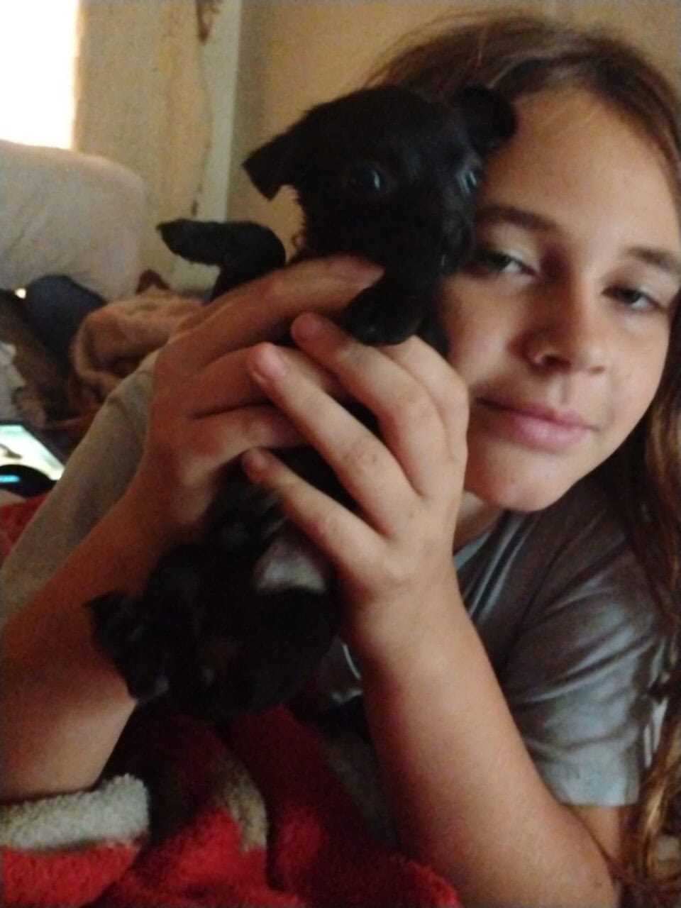 Pug/Chiweenie image 1