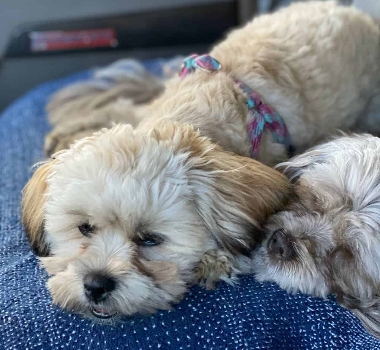 SHIHPOO PUPPIES image 1