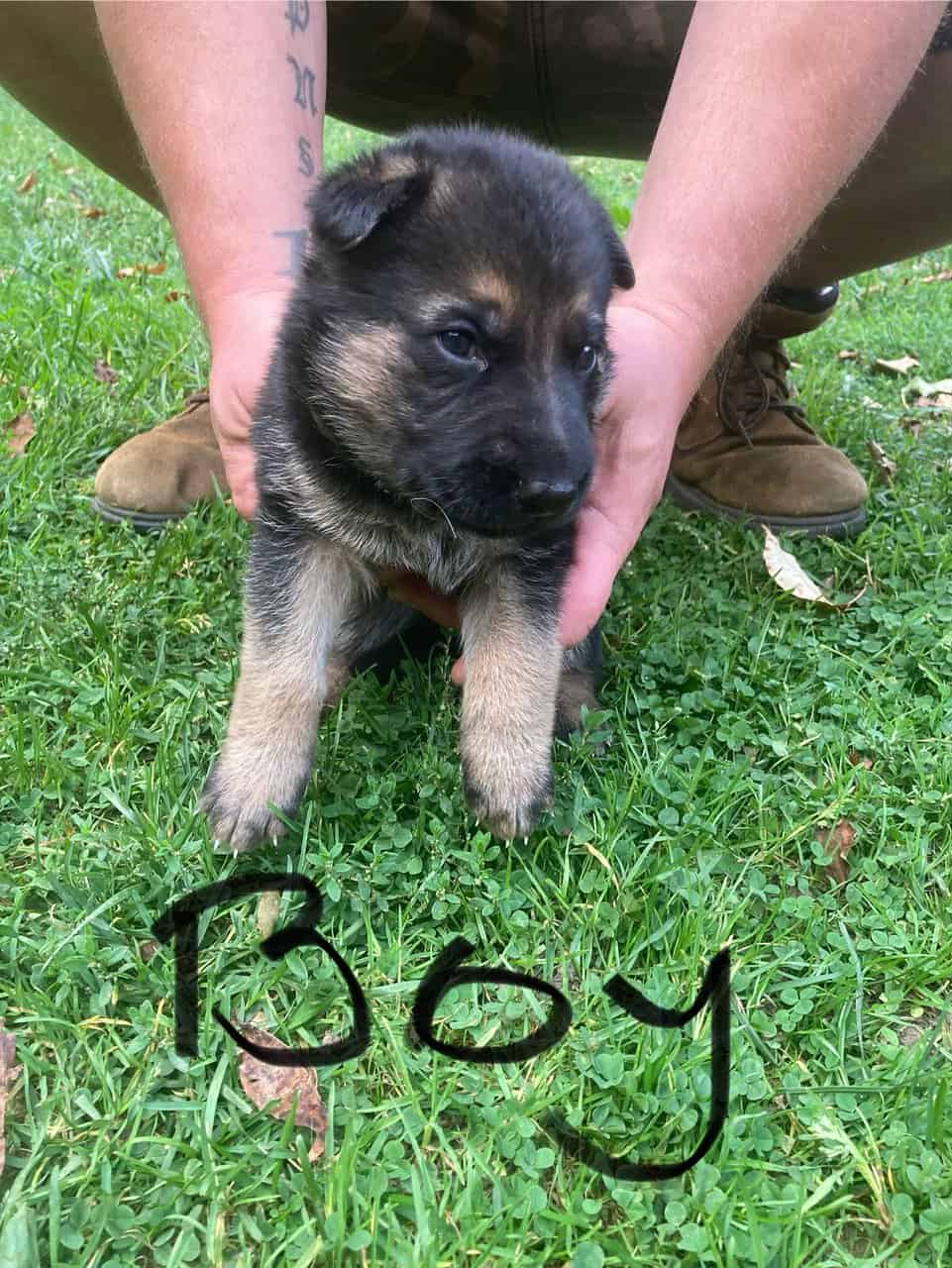 German Shepard puppies image 4